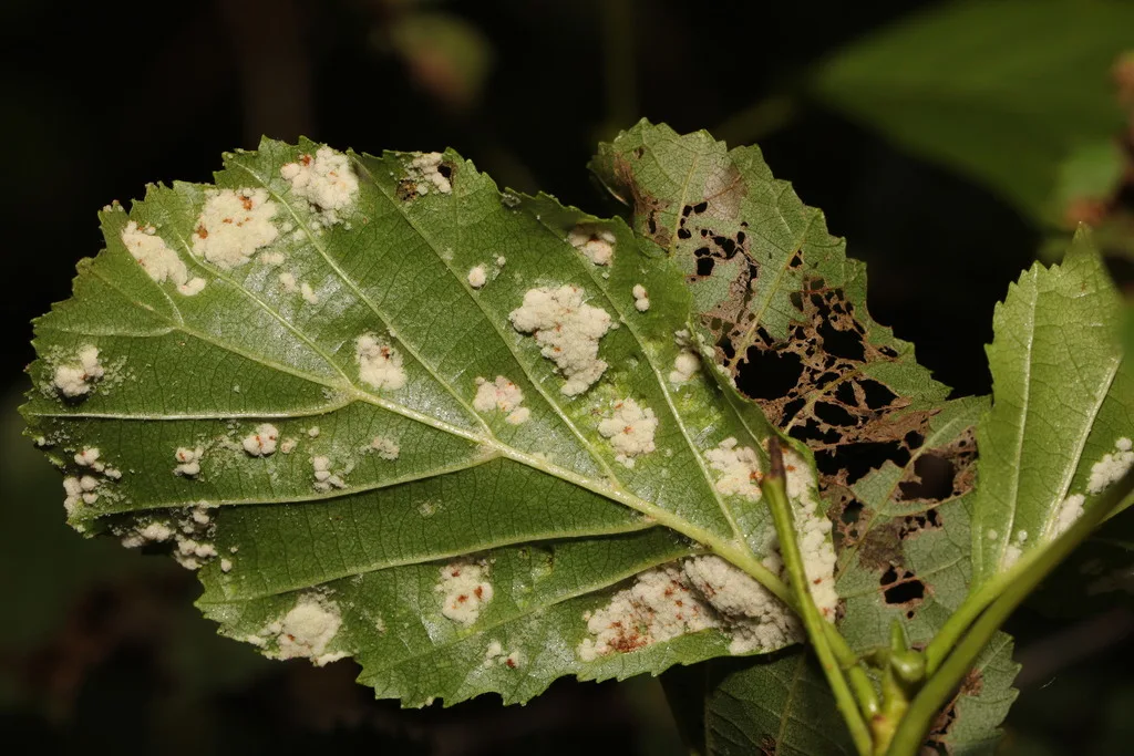 Acalitus brevitarsus