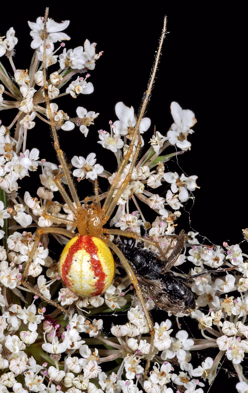 Enoplognatha ovata