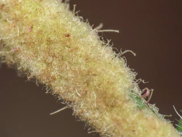 Aceria picridis