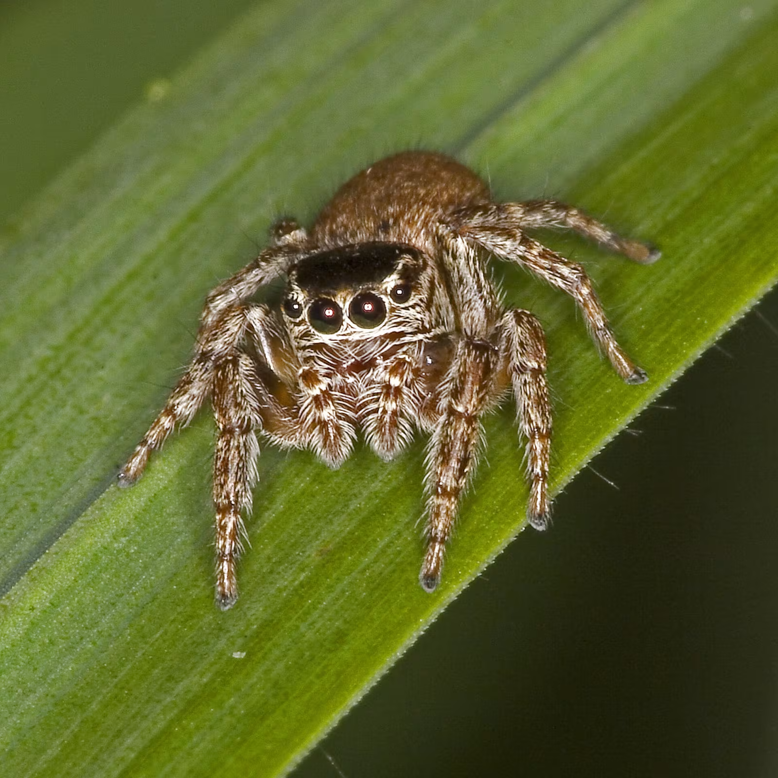 Evarcha falcata