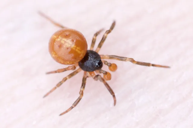 Crustulina sticta