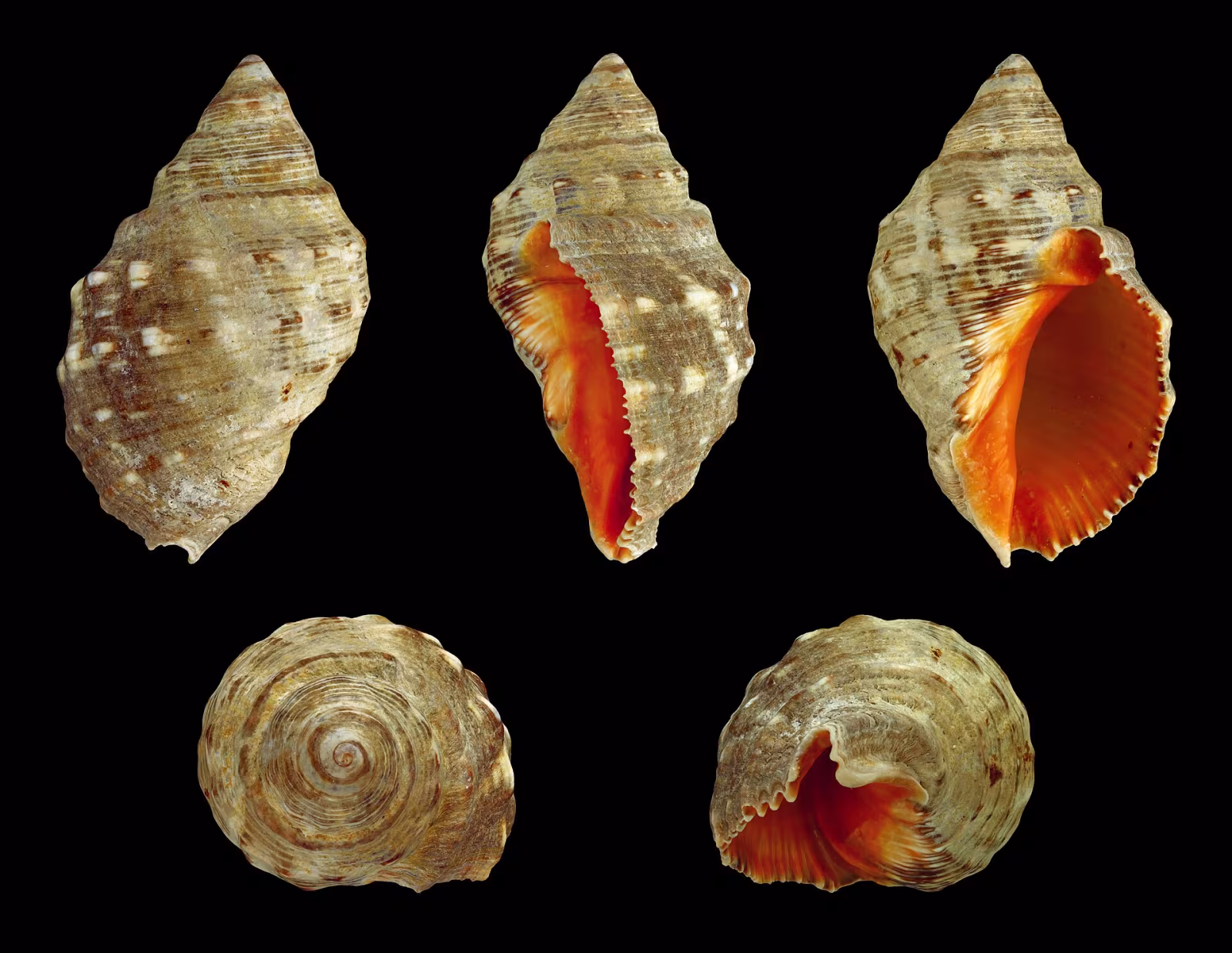 Boccone di mare