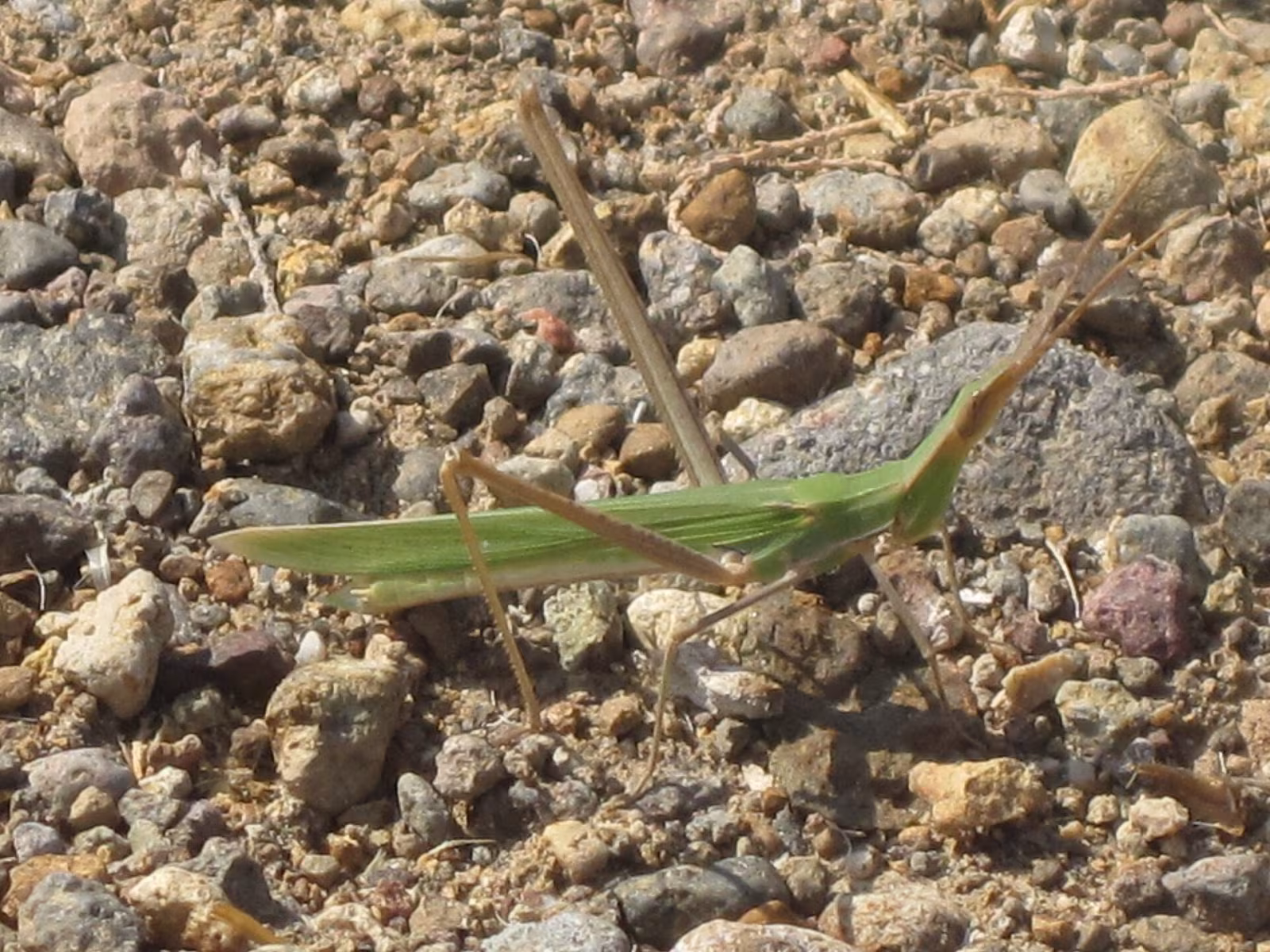 Acrida mediterranea