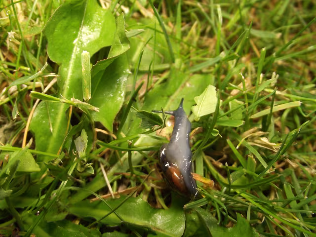 Oxychilus cellarius
