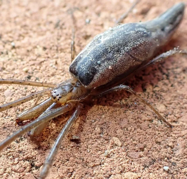 Tetragnatha bogotensis