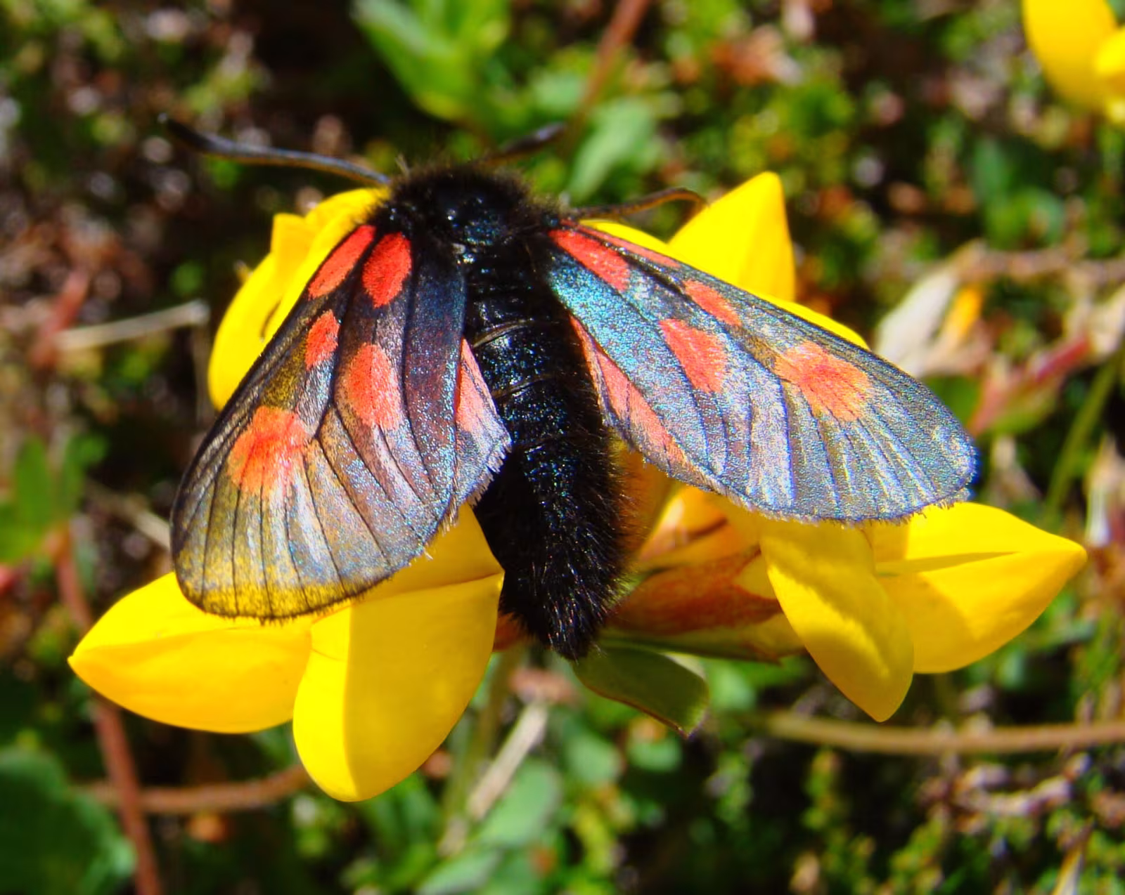 Zigena alpina