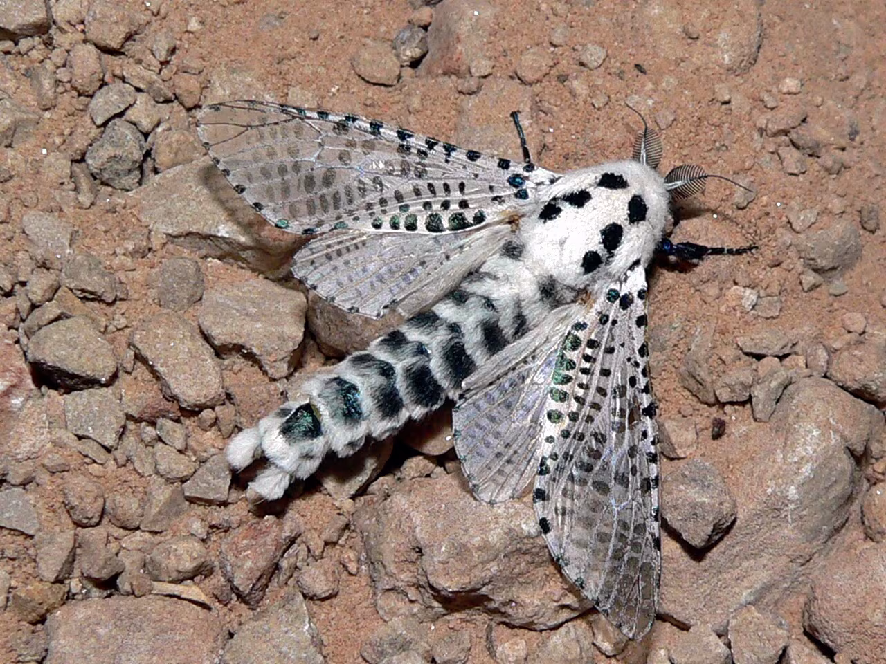 Falena leopardo