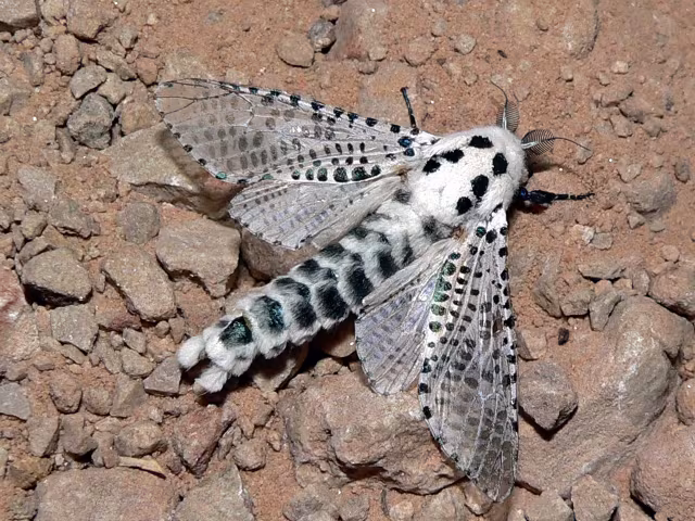 Falena leopardo
