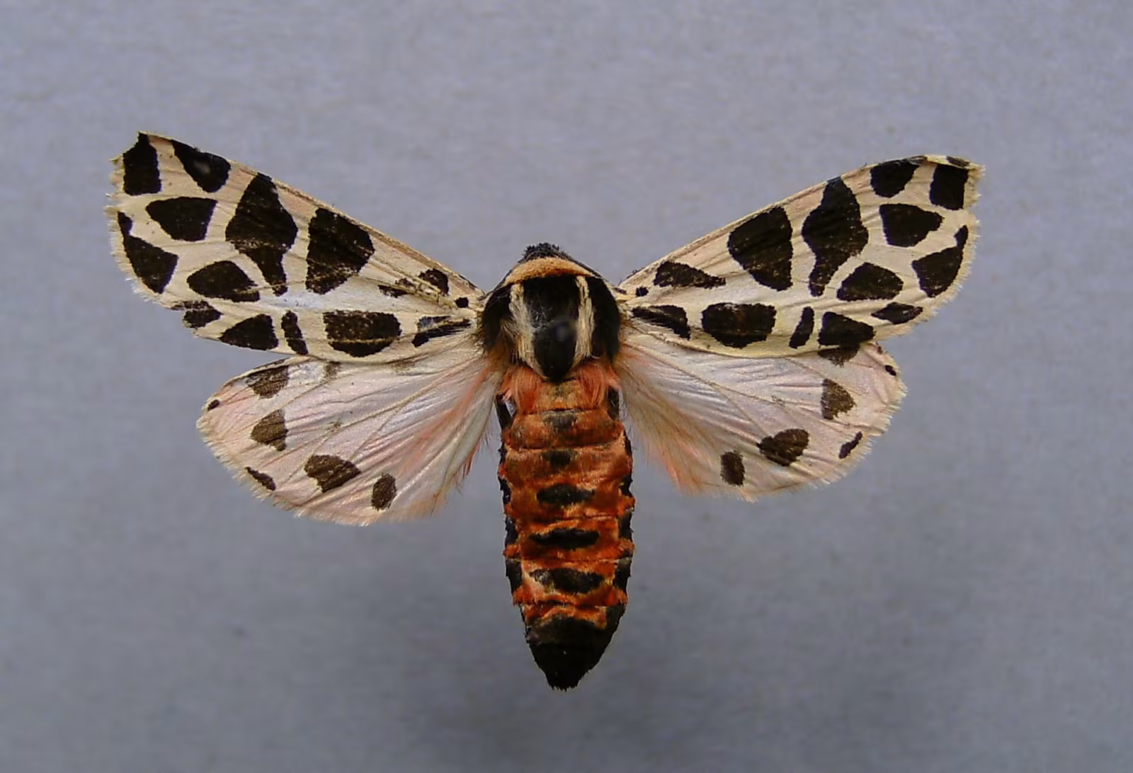 Falena tigre