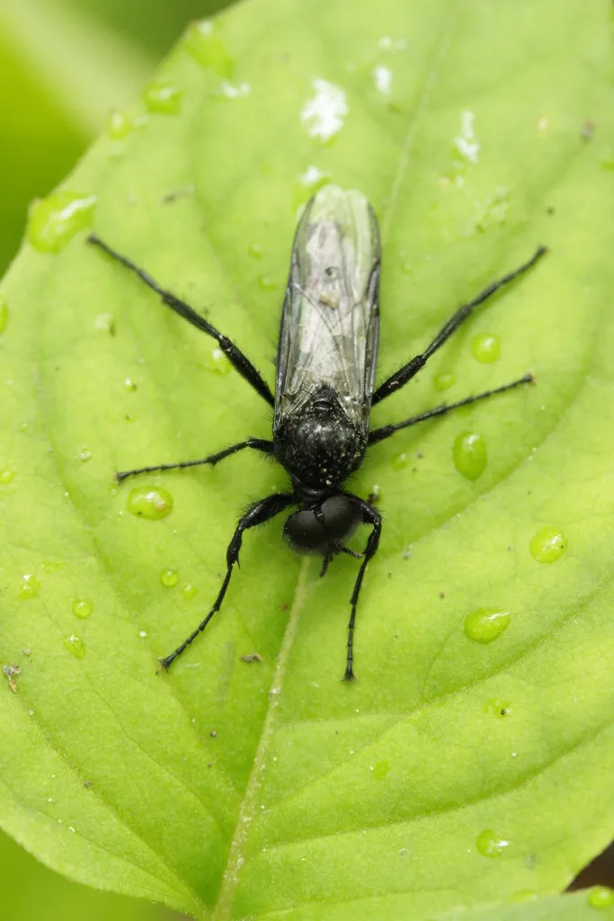 Mosca di San Marco