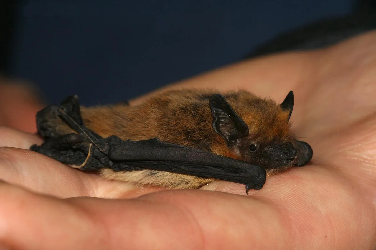 Pipistrello albolimbato