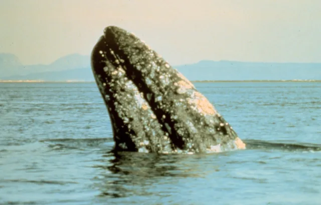 Balena grigia