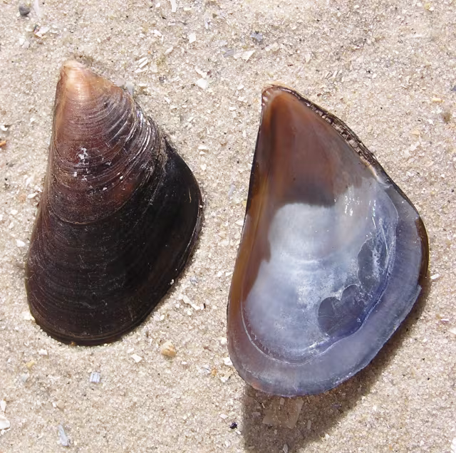 Mitilo Mediterraneo