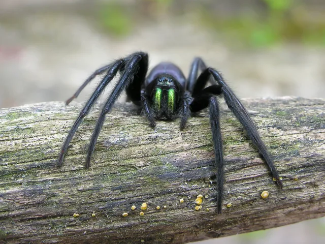 Segestria zanne verdi