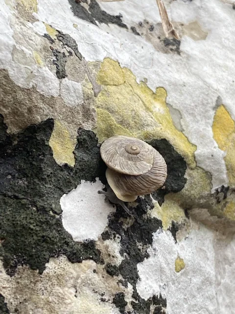Marmorana scabriuscula
