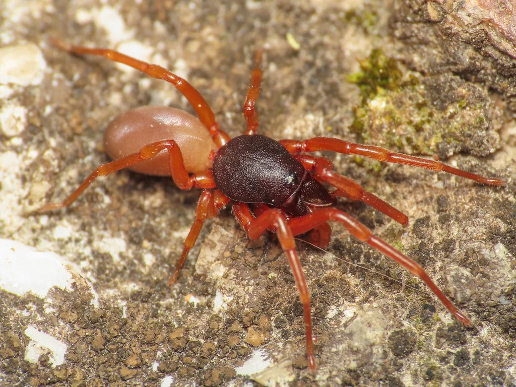 Dysdera pominii