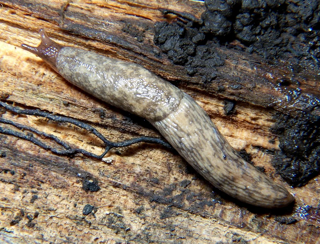 Limaccia grigia reticolata