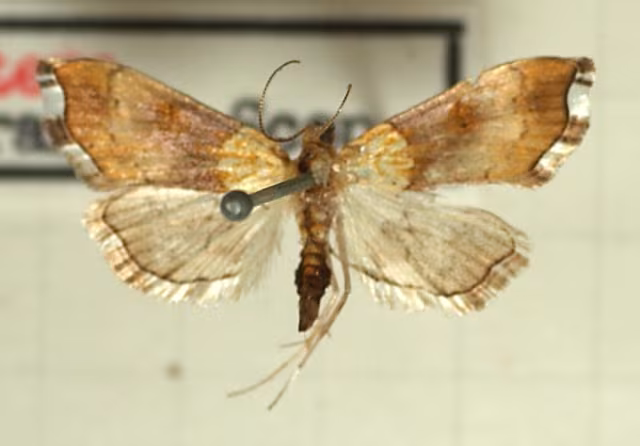 Agrotera nemoralis