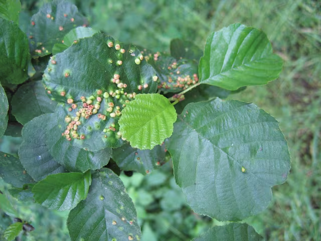 Eriophyes laevis
