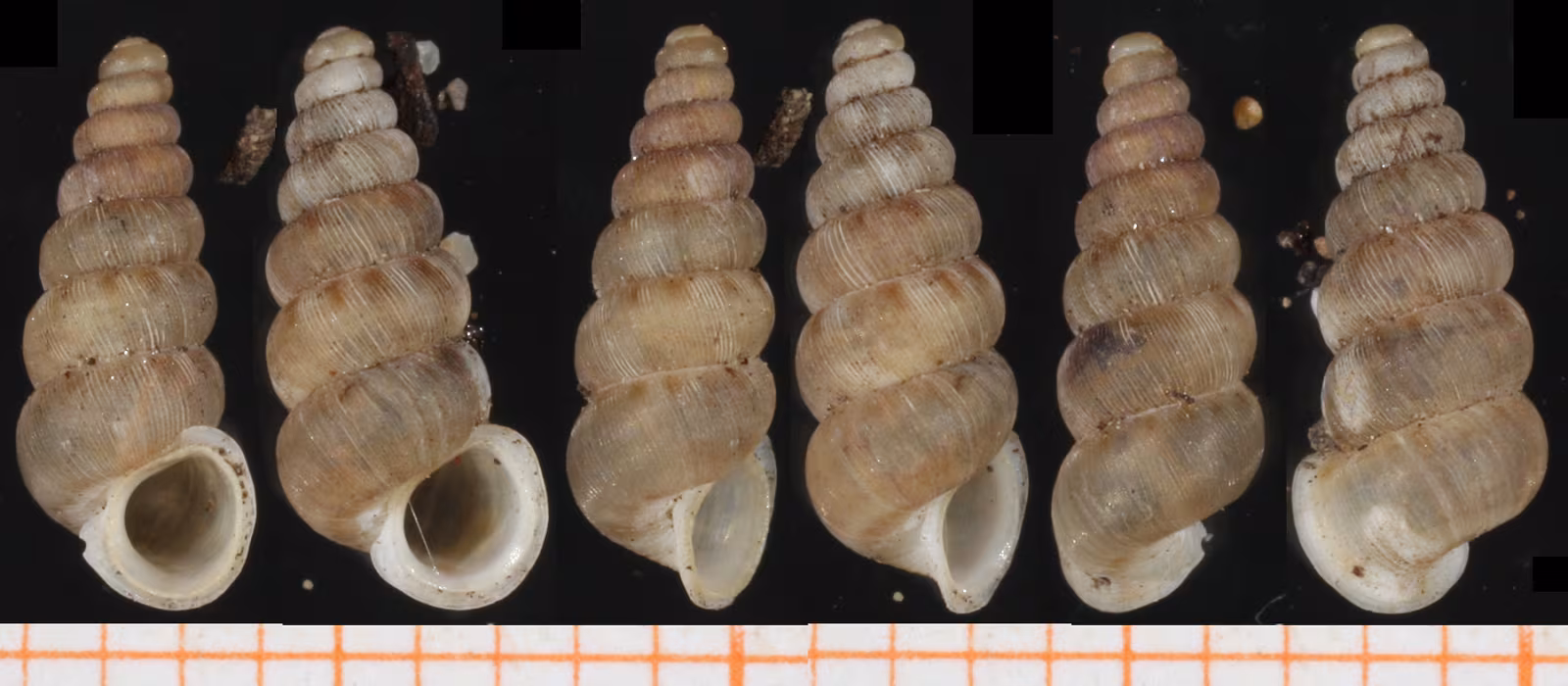 Cochlostoma subalpinum