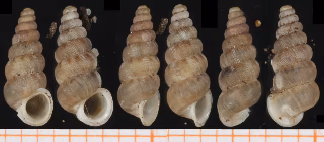 Cochlostoma subalpinum