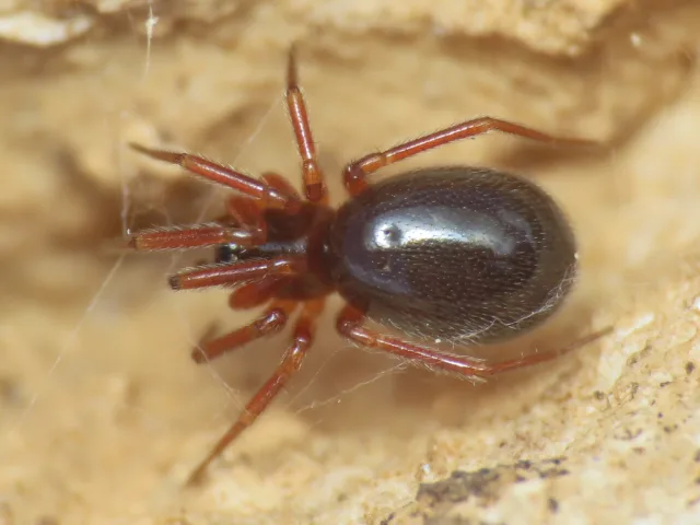 Walckenaeria plumata