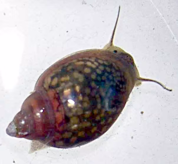 Chiocciola sinistrorsa