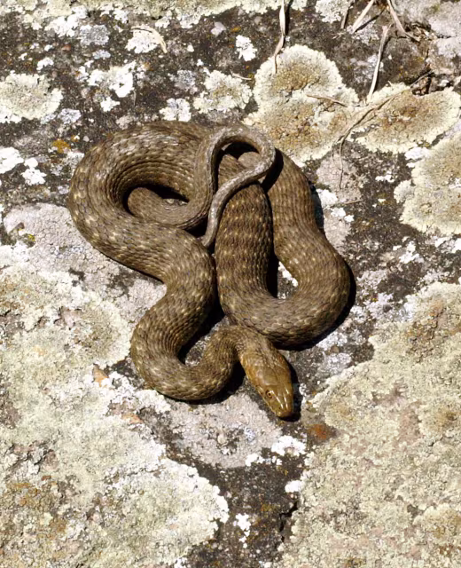 Natrice tassellata