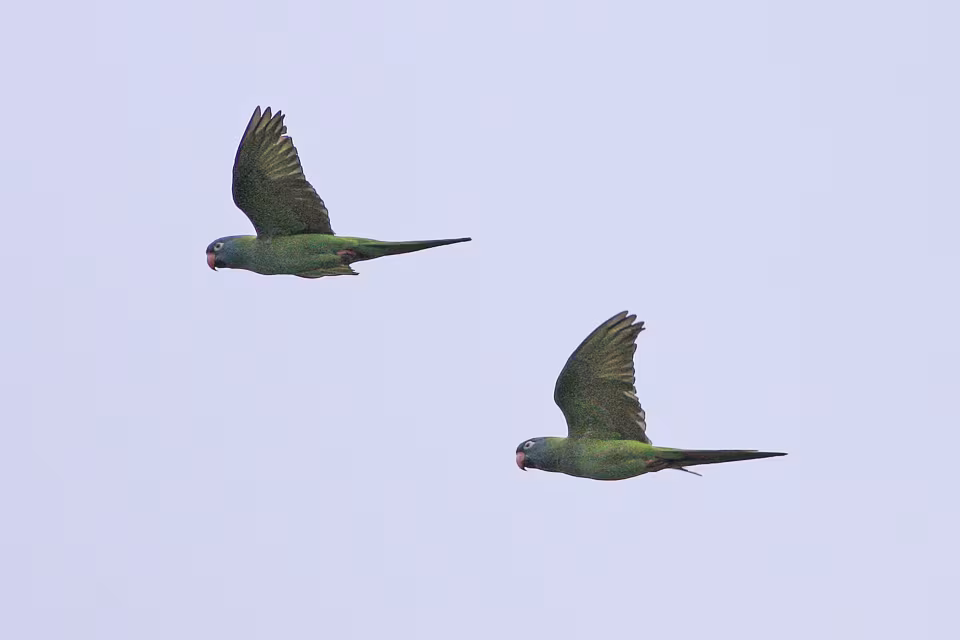 Aratinga testablù