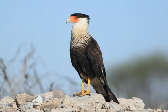 caracara crestato