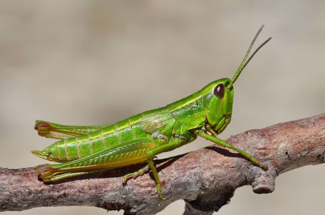 Crisocraone brachittero