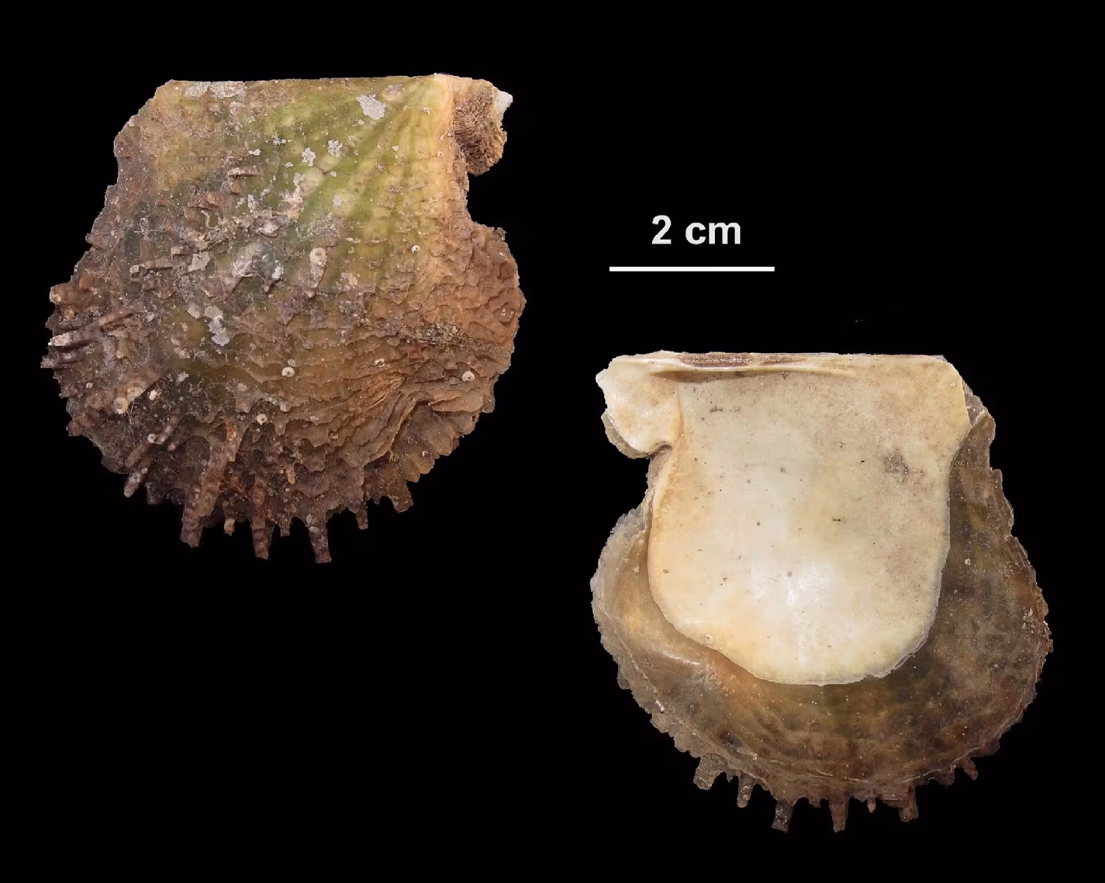 Ostrica perlifera