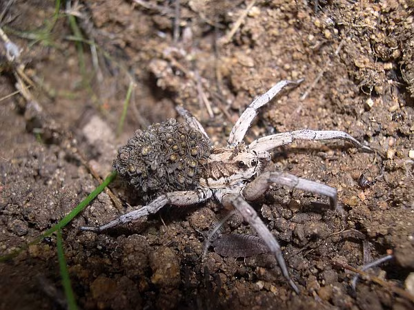 Lycosa tarantula