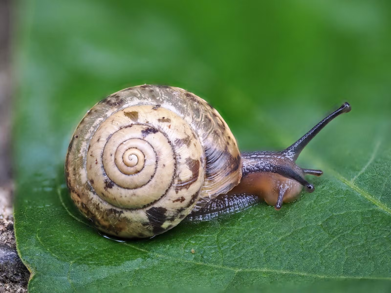 Hygromia cinctella