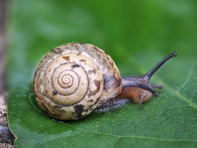 Hygromia cinctella