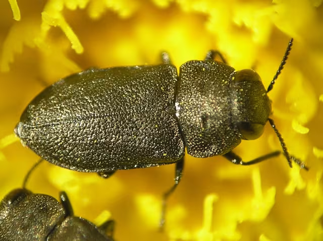 Anthaxia quadripunctata