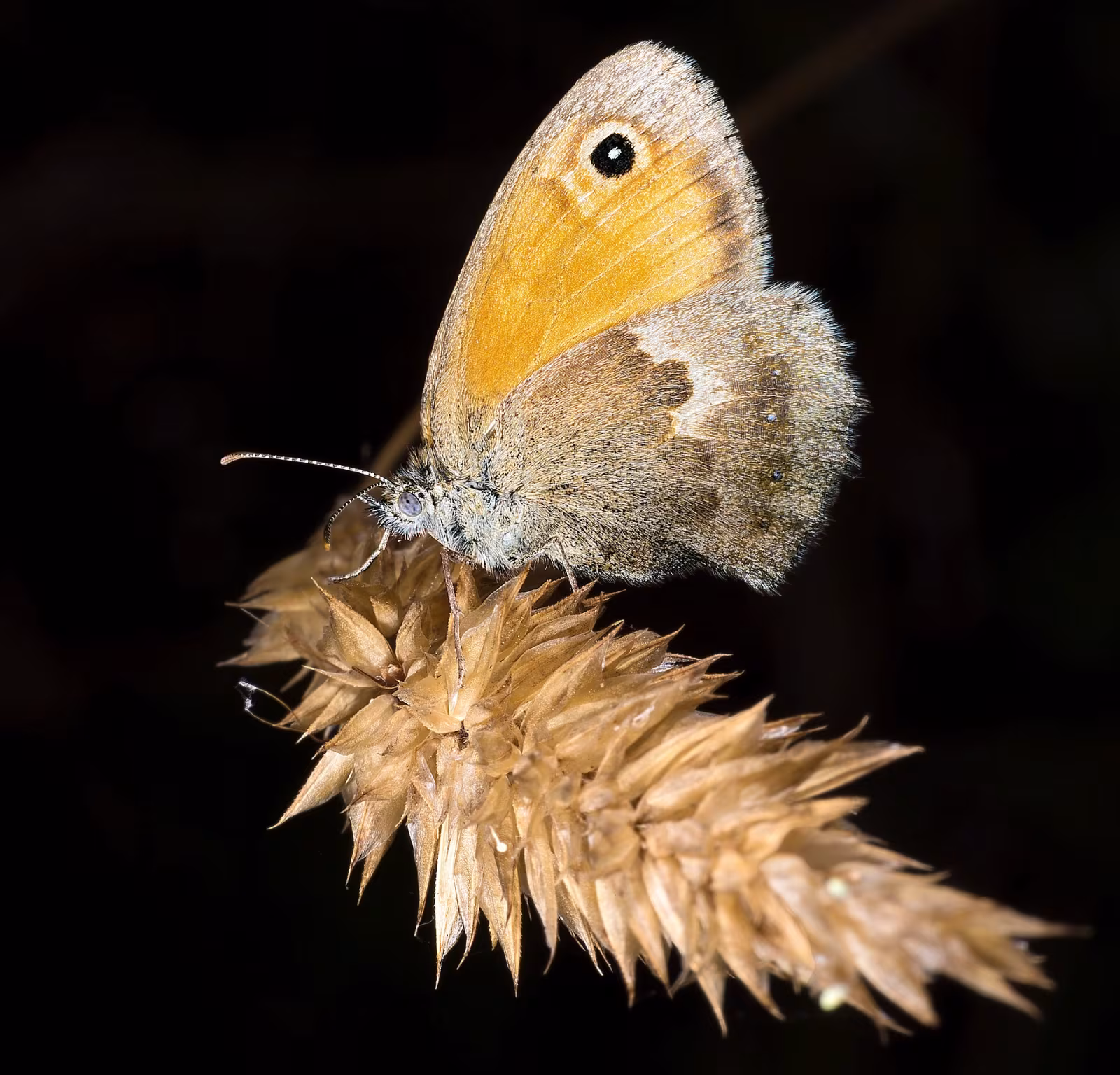 Ninfa minore