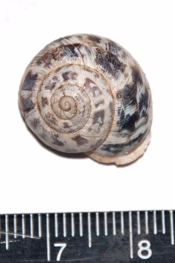 Marmorana globularis