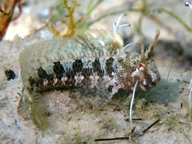 Bavosa cornuta