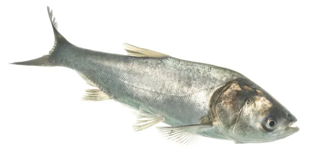 Carpa argentata