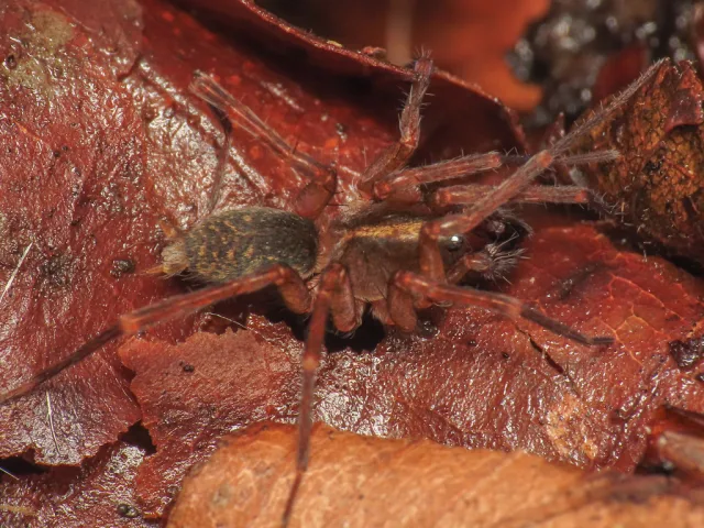 Histopona italica