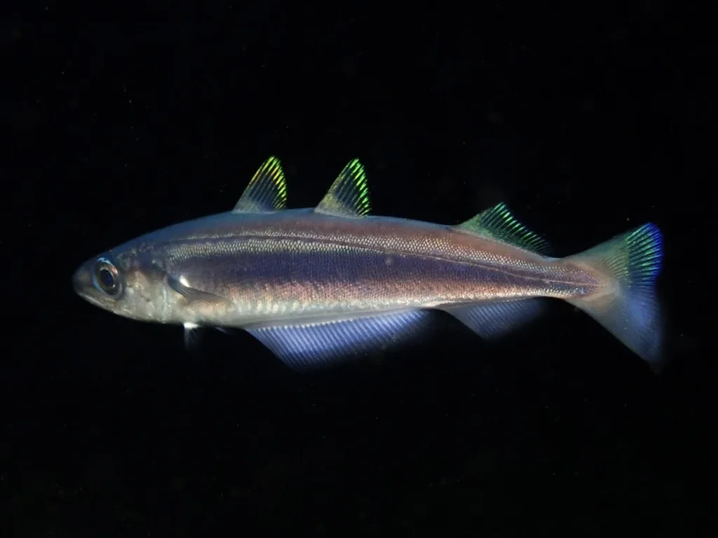 Micromesistius poutassou