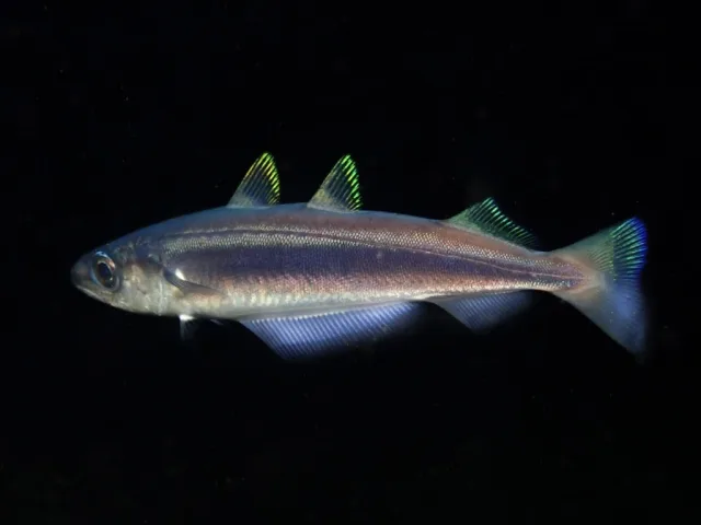Micromesistius poutassou