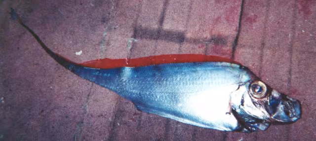 Pesce falce