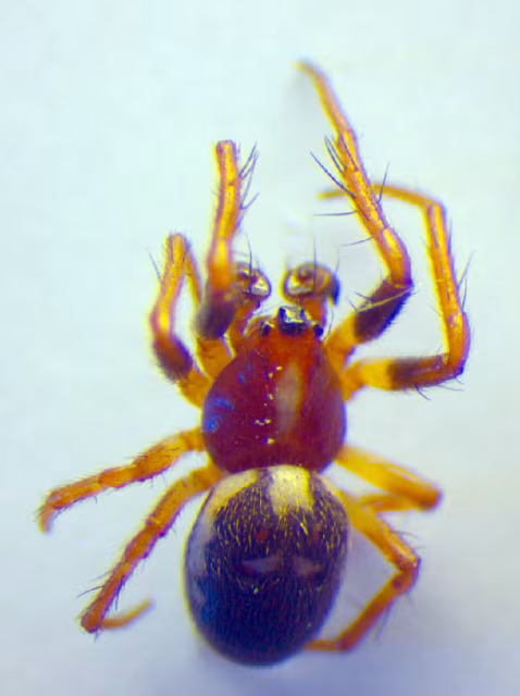 Hypsosinga albovittata