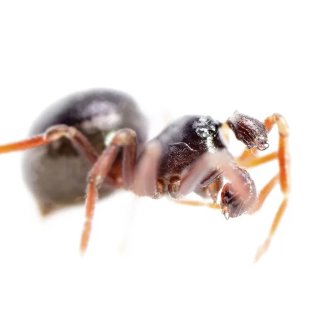 Ceratinella brevis