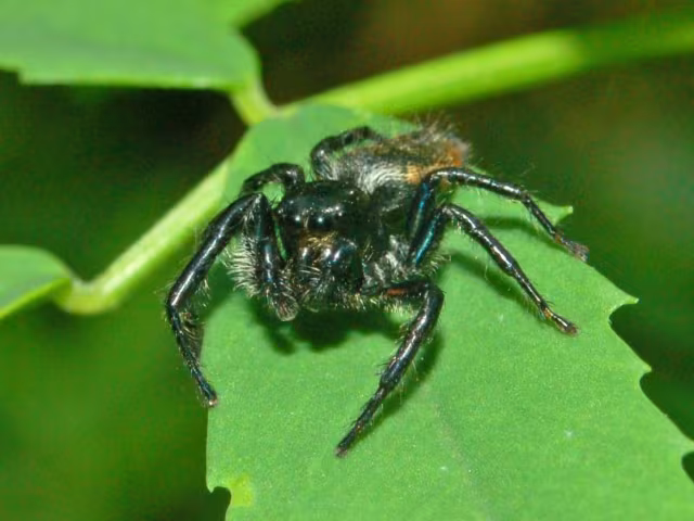 Salticide arancione