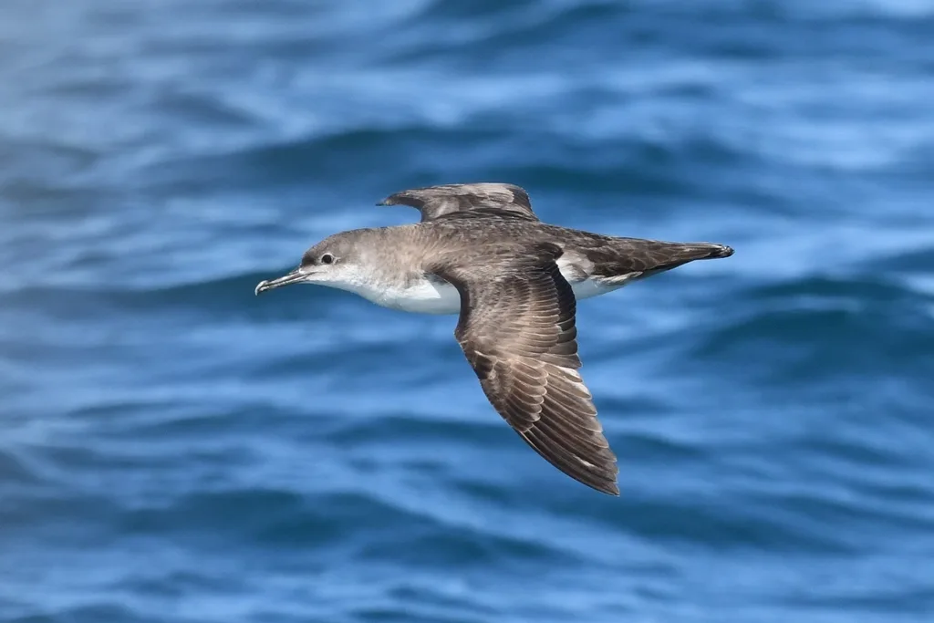 berta minore mediterranea