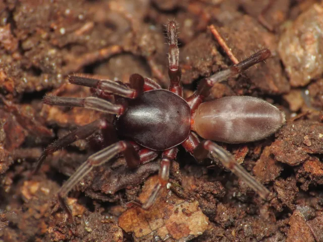 Parachtes limbarae