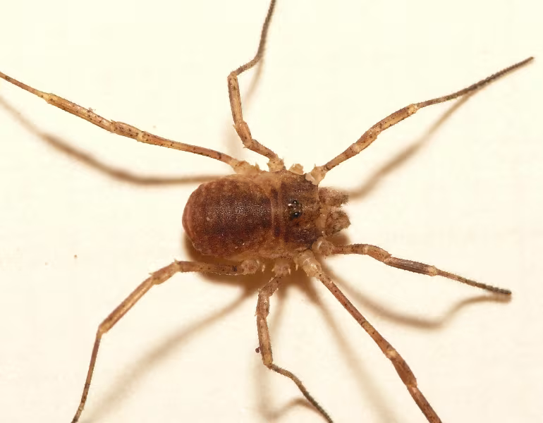 Lophopilio palpinalis
